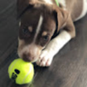 Meet your Posher, Jaci